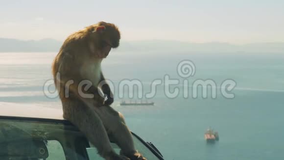 猴子在晴天坐在车上背景是直布罗陀视频的预览图