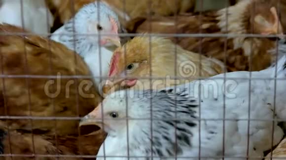 把家禽关在鸡舍的笼子里视频的预览图