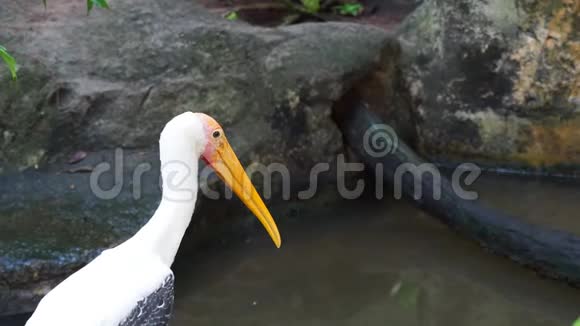 一只画着大鹳鸟站在岩石上等待着在鱼塘边打猎视频的预览图