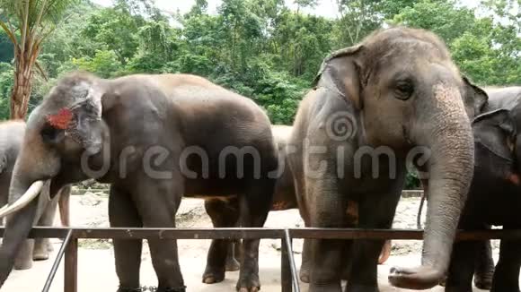 4K镜头动物园里的一群亚洲大象视频的预览图