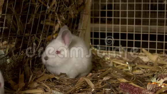 农场笼子里可爱的小兔子视频的预览图