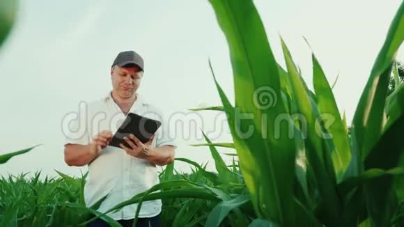 快乐的中年农民在一片玉米地上工作使用数码平板电脑底部视图视频的预览图