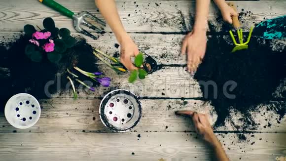 这个男孩帮助父母在花盆里种花在春天用花盆种花的特写视频的预览图