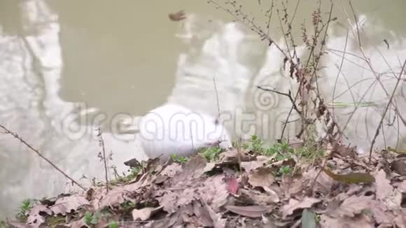 可爱的野生毛茸茸的河鼠营养在河岸吃面包4K特写慢镜头白色鱼视频的预览图