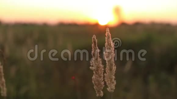 日落时的草地视频的预览图