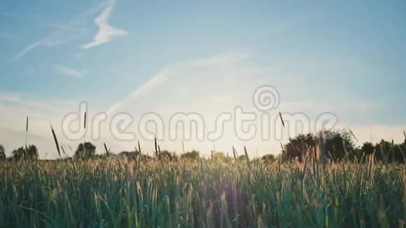 背景上有蓝天的麦田未成熟的绿色小穗在阳光下随风摆动日落录像视频的预览图