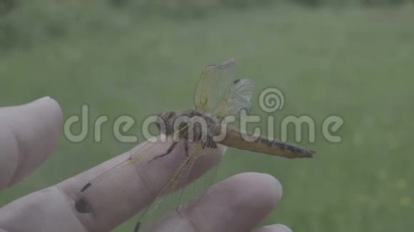 特写橙蜻蜓落在雌性手上美丽的大自然奇妙的世界视频的预览图