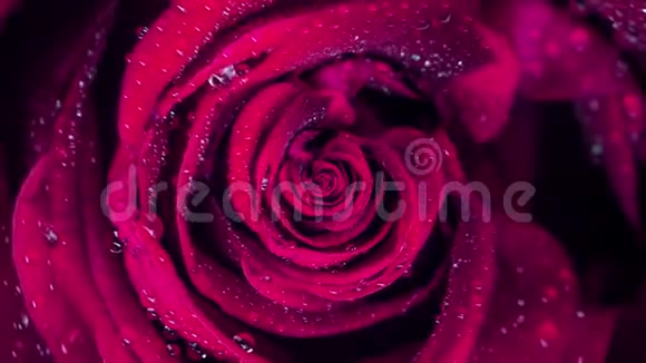 特写动画玫瑰玫瑰花蕾开卷循环运动的宏观动画美丽多彩的图形视频的预览图