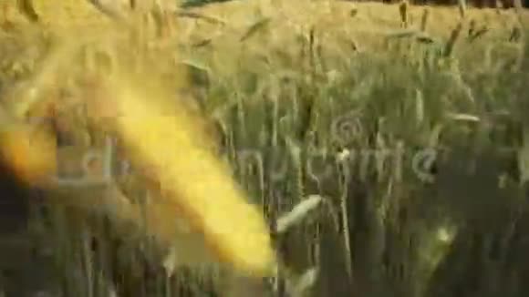 在阳光明媚的夏日里小麦田的相机运动六月的月份在农村农业领域行走视频的预览图