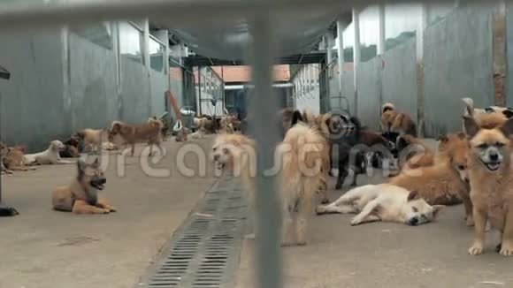 栅栏后面有许多不同的大狗狗在收容所或动物托儿所动物避难所概念视频的预览图