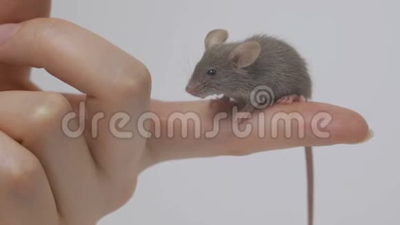 科学家手臂上抱着一只灰色的实验室老鼠视频的预览图