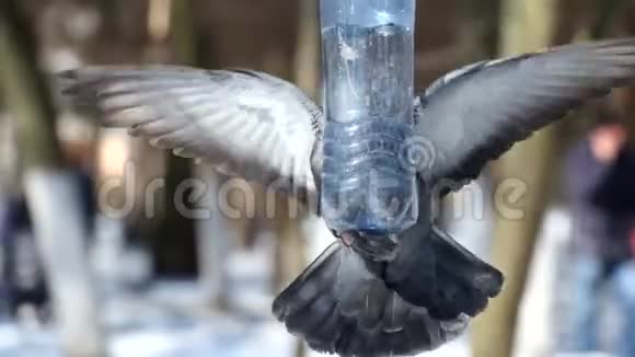 蓝鸽正试图爬上一个由塑料瓶制成的小鸟饲养器视频的预览图