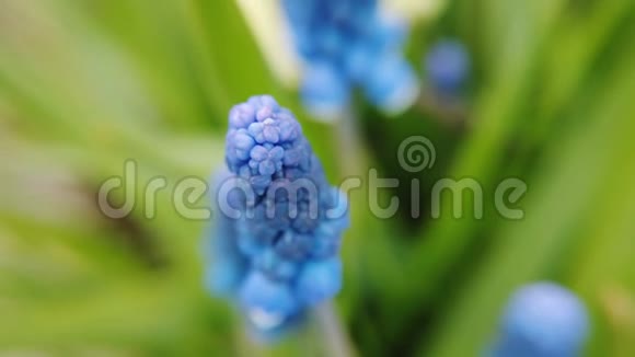 美丽的蓝色淀粉葡萄风信子花在春天花园里绽放的足迹视频的预览图
