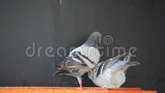 家庭阁楼饲养鸽子的夫妇视频的预览图