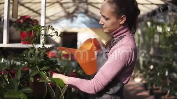 有魅力的女园丁穿着制服用绿色植物浇水用花园浇水罐浇水视频的预览图