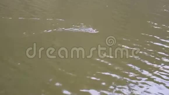 麝鼠游泳然后潜入池塘或河流中的水中视频的预览图