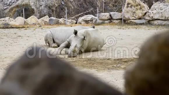 白犀牛躺在尘土中休息动物园里的动物热带公园里的犀牛非洲外来动物视频的预览图