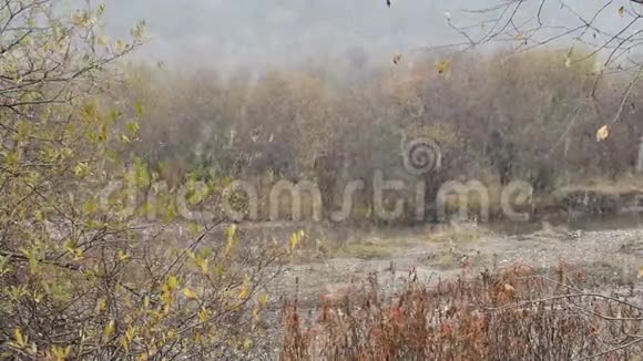 秋季的冬季天气大雪缓慢地落在树木上11月在甘南视频的预览图