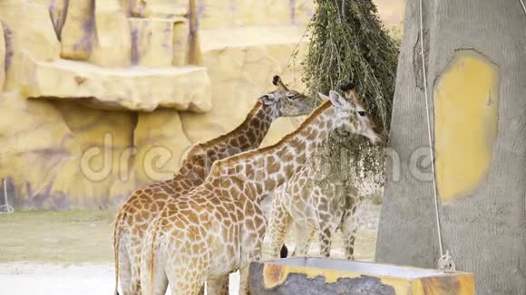 一对长颈鹿在动物园里吃绿色的树枝在狩猎公园里吃动物长颈鹿在动物园里高脖子视频的预览图