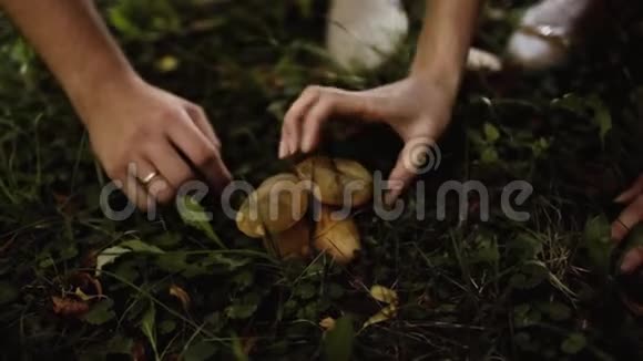 草地上两个可食用的蘑菇视频的预览图