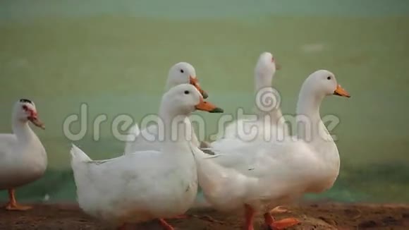 有橘子嘴的白鸭子视频的预览图