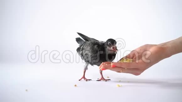 白色背景下的黑色鸽子用张开的手掌缓慢地吃谷物视频的预览图