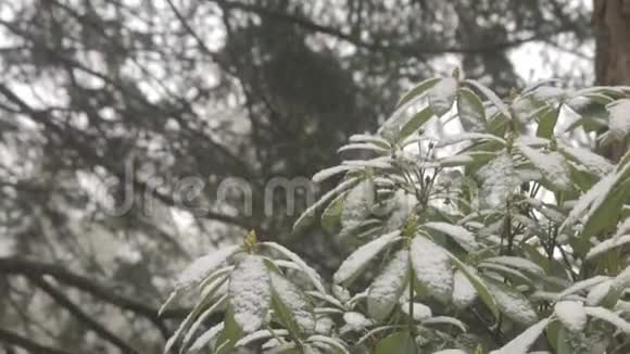 冬天在杜鹃丛上翻雪视频的预览图