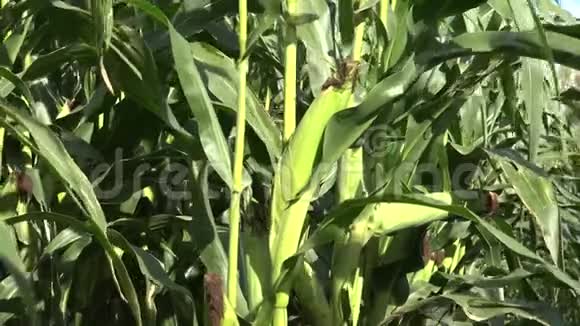 玉米又称玉米视频的预览图