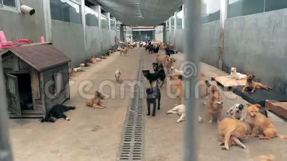 栅栏后面有许多不同的大狗狗在收容所或动物托儿所动物避难所概念视频的预览图