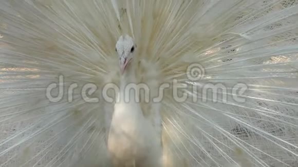 白孔雀带着羽毛出来视频的预览图