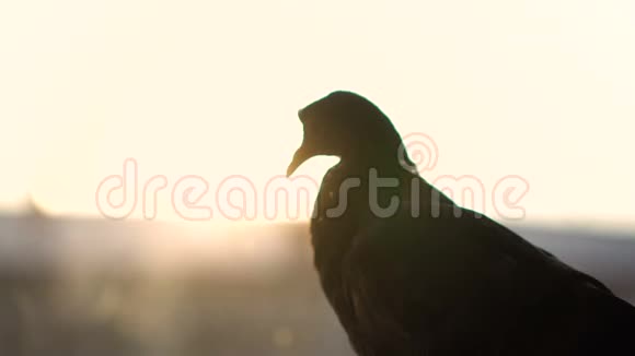 雀巢从窗口欣赏晚城视频的预览图