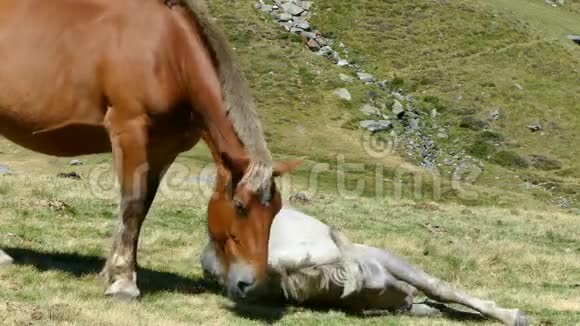 母马和白驹在草地上休息视频的预览图