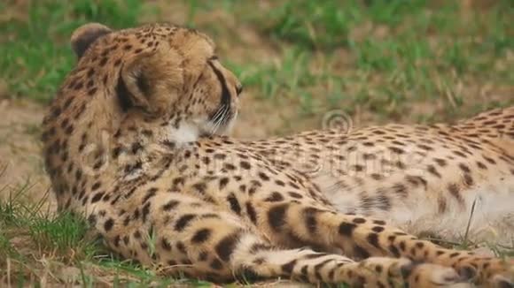 年轻的猎豹休息视频的预览图