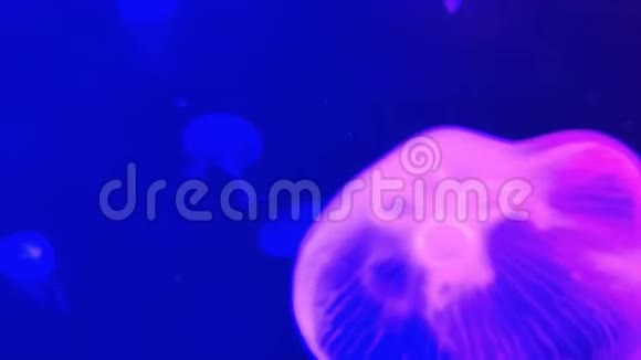 模糊视频的月亮水母奥雷利亚红色半透明的颜色和黑暗的背景奥雷利亚奥丽塔也被称为普通的耶视频的预览图