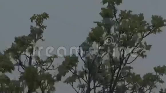 暴风雨前的树顶视频的预览图