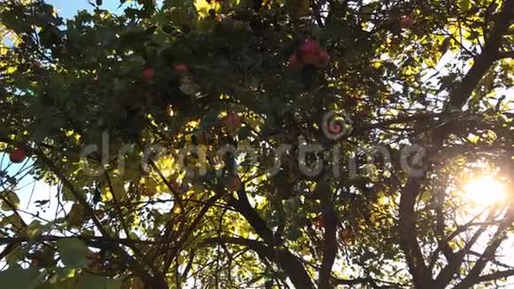 花园里树枝上的苹果汁晚上的苹果树视频的预览图