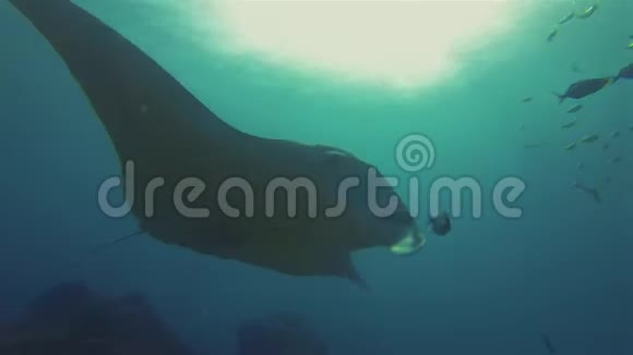 蓝海水中黄鱼的曼塔雷滑翔阳光表面海洋生物视频的预览图