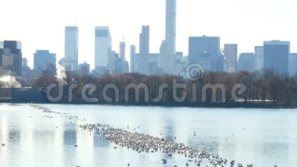中央公园池湖背景有建筑物纽约有水鸟视频的预览图