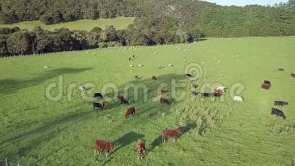 新西兰奶牛日落时空中4k视频的预览图