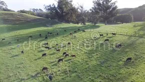 新西兰奶牛场日落时的鸟瞰图视频的预览图