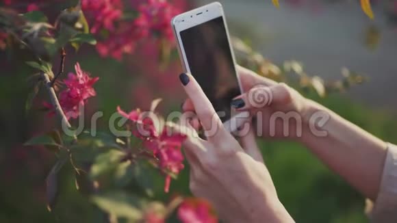 特写女性双手在破碎的智能手机上拍摄美丽的春花视频的预览图