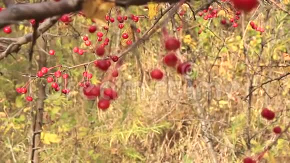 苹果树上的红色水果视频的预览图