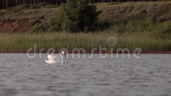 孤独的天鹅在湖里吃饭视频的预览图