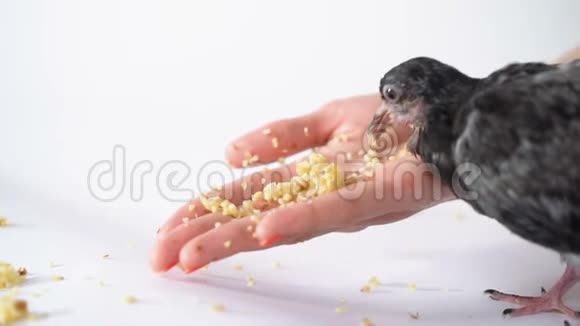 白色背景下的黑色鸽子用张开的手掌缓慢地吃谷物视频的预览图