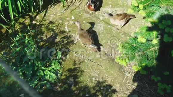 阳光明媚的一天一只五颜六色的公鸭沿着一条小径在高高的海岸草地之间行走靠近它的巢视频的预览图