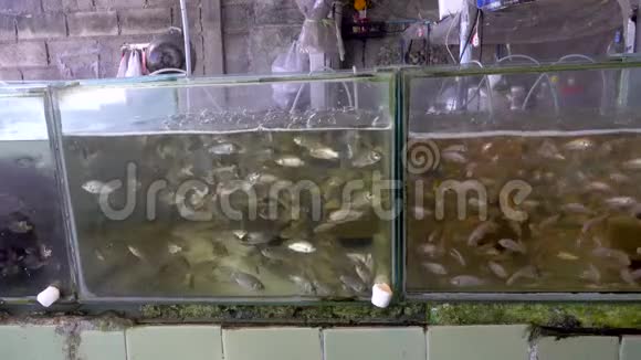 活的小鱼漂浮在鱼缸里视频的预览图