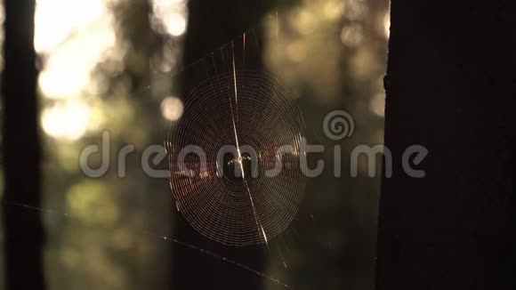在日落的阳光下蜘蛛在网上视频的预览图