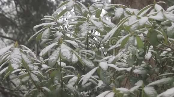冬天杜鹃花丛上的雪照下视频的预览图