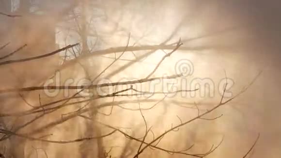 在冬天的树上蒸视频的预览图