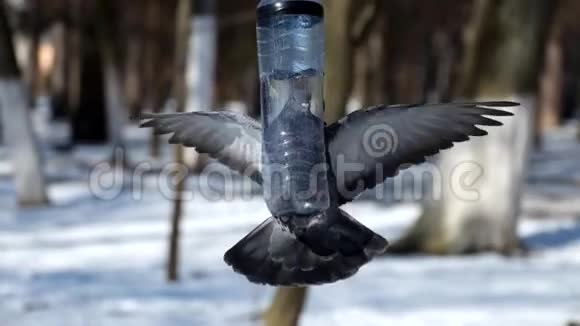 蓝鸽正试图爬上一个由塑料瓶制成的小鸟饲养器视频的预览图